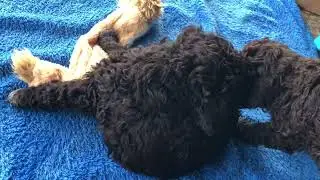 Щенки лаготто. Помёт "Д"