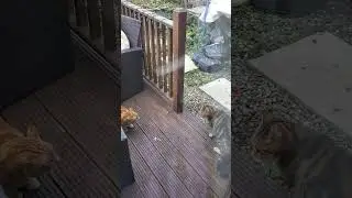 Bert asks trespassing cat to leave!