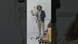 У человека 300 костей?