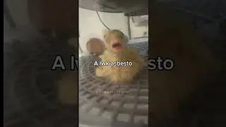 Oh, look a strawberry 🍓 #meme #memes #trend #funny #funnyanimals ￼