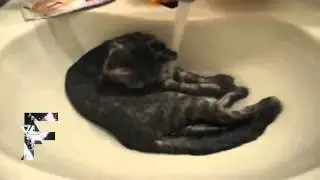 Cats+Water2