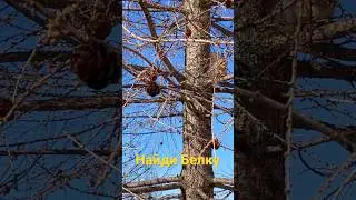Найди белку 🐿️ Белка пришла в гости 😉 Где белка? #shorts #белка #игра