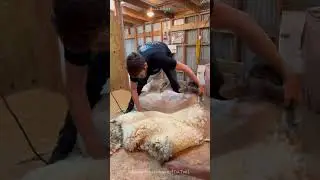 Sheep Need To Be Sheared: Essential Facts You Must Know 