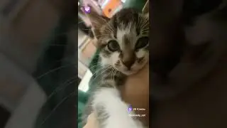 Котёнок просит кушать