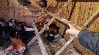 сколько осталось кур? где кабан что жил на улице?
