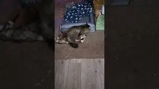 Shaved cat gets it on with stuffed sloth.. 