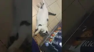 Не подвижный кот 🐱