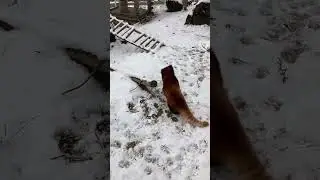 Red panda playing in snow