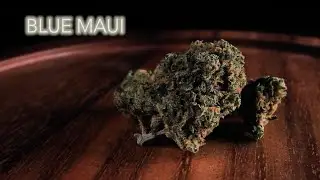 Blue Maui | Strain Review | Nightly Bud