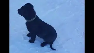 Эса, бебра, селёдыня