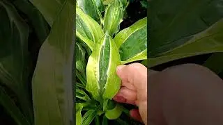 Хоста Хенки Пенки