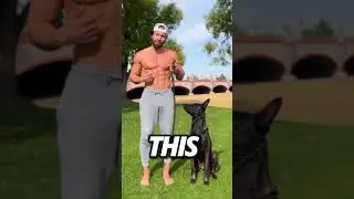 Conditioning the Heel Command using the Invirox Ultra K9 Dog Training Collar: A Step-by-Step Guide