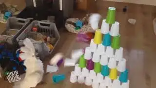 Попугаи! Приколы про попугаев! Смешные попугаи!