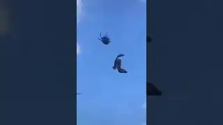 Bara se bara zalim kamzor ke hatho marte dekha hai.