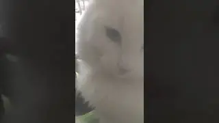 Лизкины игры в прятки