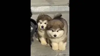 All Fluffy Fur Balls 🐶🤩😘😍