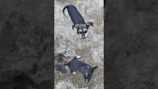 dog 🐶