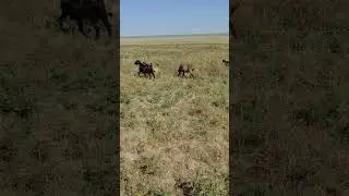 05.08.2023ж қой кезек