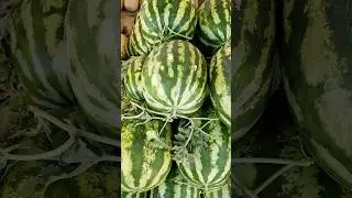 КАК продают ДЫНИ и АРБУЗЫ в УЗБЕКИСТАНЕ #shorts #short #shortsvideo #узбекистан #джизак #фориш