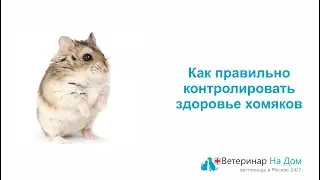 Как правильно контролировать здоровье хомяков