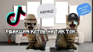 РЕАКЦИЯ КОТОВ НА ТИК ТОК!!!