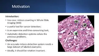Evaluating Rotation Invariant Strategies for Mitosis Detection through YOLO Algorithms