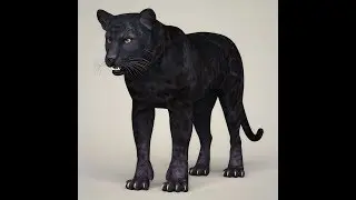 3dmodel photorealistic wild panther at 3dexport.com