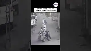 2 Men Attacked By Stray Dogs In Jalandhar Street 