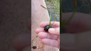 Пошёл девятый день, 🌱🌱растём!