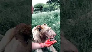 Lion feeding session🦁 