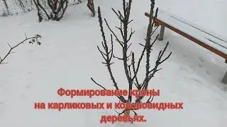 Как правильно формировать крону на карликовых и колоновидных деревьях. Груша, слива, яблоня. ИМХО.