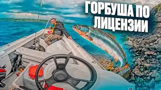 Что можно поймать по лицензии на Кольском