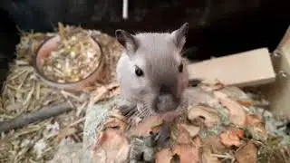 Песчанки видео 14