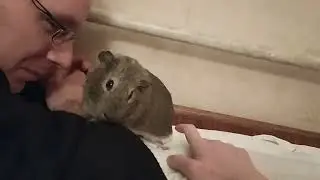 заспокой її #guineapig #морская_свинка