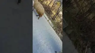Sübhanallah