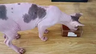 TIPS KUCING DEHIDRASI PARAH HAMPIR MENINGGAL || SPHYNX KANG ZAIN
