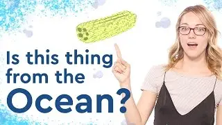 Where do Loofahs Come From and How to Have a Happy Fish