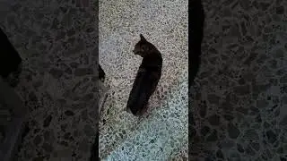 Cat keeps meowing