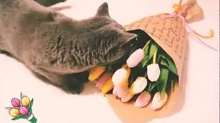 Красивая кошка и красивые тюльпаны