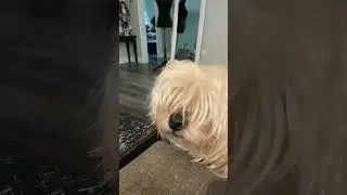 Hungry puppy