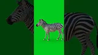 zebra green screen 