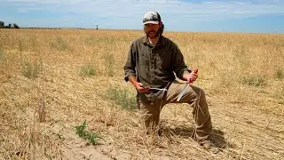 Soil Temperatures in a Triticale Field