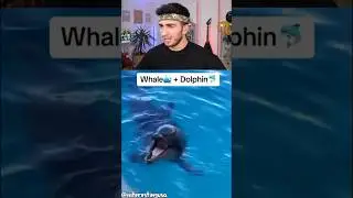 HİÇ GÖRMEDİĞİNİZ KARIŞIM HAYVANLAR 😳