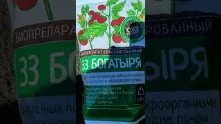Что вношу в лунки под томаты открытого грунта