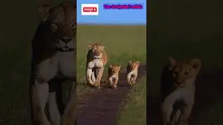 जानवर और उसके बच्चे की कहानी 😱 
