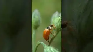 #naturephotography #nationalgeographic #naturalvideogrphy #macrophotography #shartsvideo🐞🐞🐞