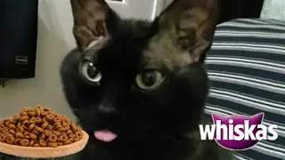 КОРМ КОТОРЫМ МЫ КОРМИМ ТОМА!