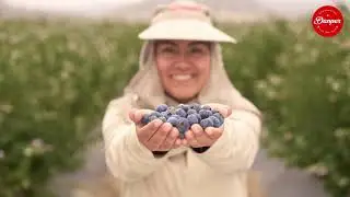 Danper Peruvian Blueberries