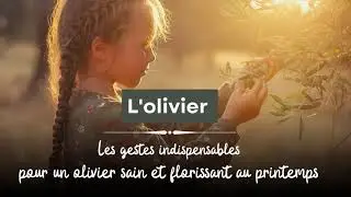 Les gestes indispensables pour un olivier sain et florissant au printemps