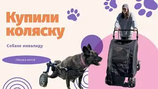 ЕЩЕ ОДНА КОЛЯСКА ДЛЯ КВИНСИ | НАКОНЕЦ-ТО КУПИЛИ ПРОГУЛОЧНУЮ КОЛЯСКУ